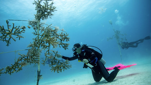 Iberostar's coral nurseries, part of the Protecting and Restoring the Mesoamerican Reef Project
