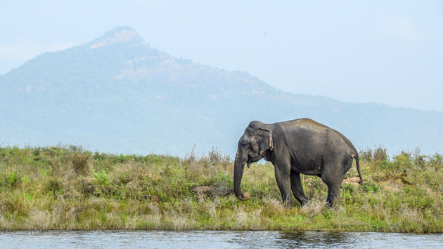 Elephant in Gal Oya National Park, Sri Lanka