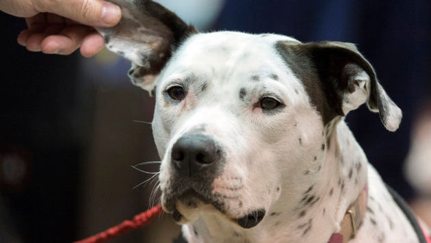 A service dog gets an ear rub