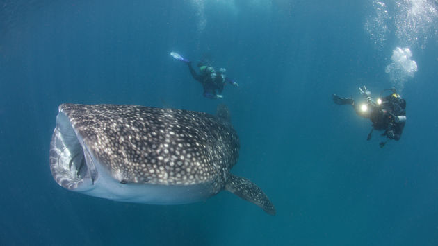 Whaleshark seen with Conrad Maldives Dive Center and Watersports