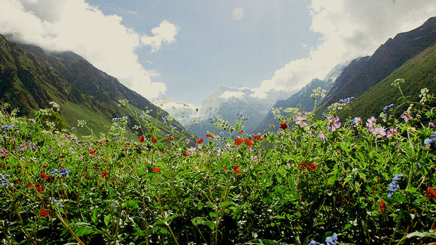 Valley of Flowers National Park, India