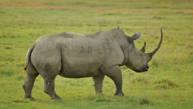 Intrepid Travel, rhino, African animals, Kenya tours