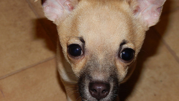 Miniature Chihuahua, dog 