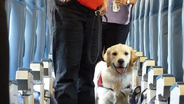 Airport therapy dogs