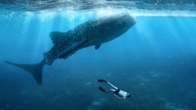 A man swimming with a whale shark in the Philippines