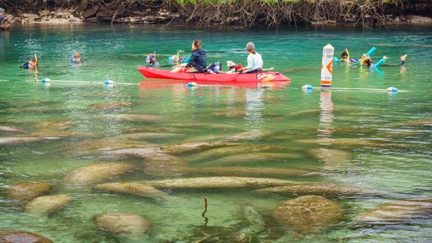 People watch manatees from a kayak and from the water while snorkeling at the Three Sisters Springs in Crystal River, Florida
