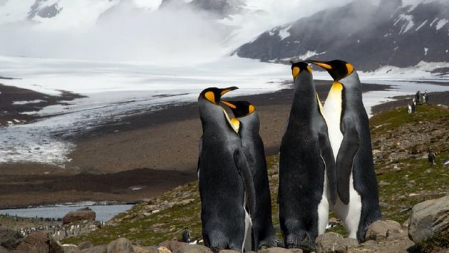 King Penguins, South Georgia and South Sandwich Islands