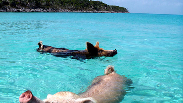 Pigs swimming in Exuma, Bahamas