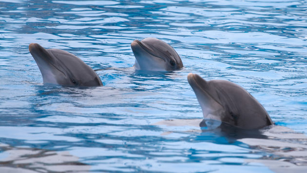 Dolphins in the Water at Marineland, Florida