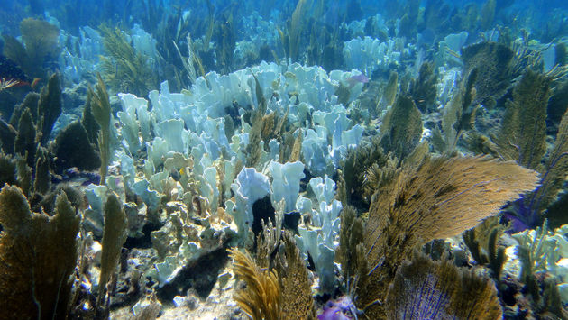Bleached coral reef
