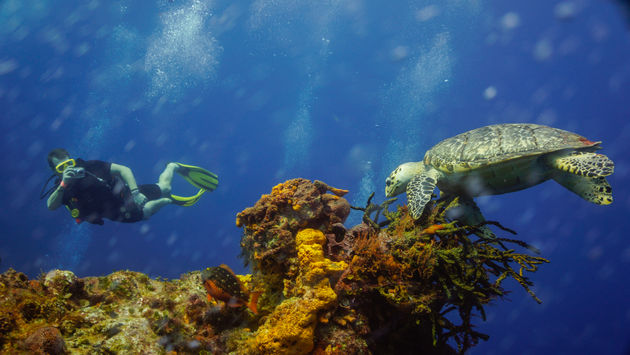 El arrecife de Cozumel está compuesto por mil 192 especies: algas, peces corales, equinodermos, esponjas y otras que son únicas en esta zona del Caribe mexicano.