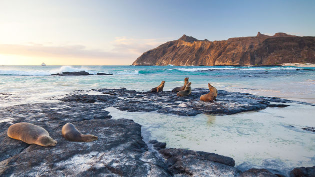 Sea lions, Galapagos, Galapagos Islands, San Cristobal, San Cristobal Island, animals, eco-tourism, Ecuador