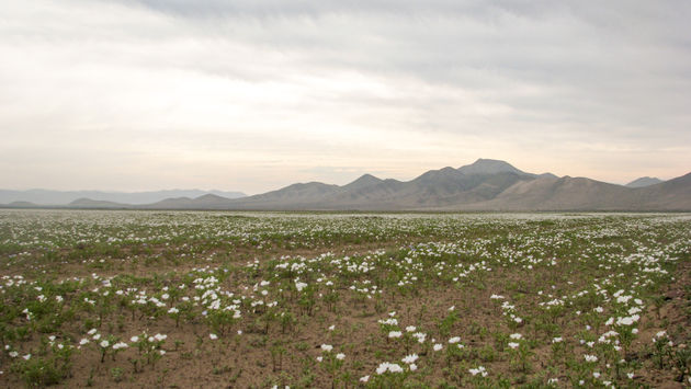 Atacama Desert, Chile, flowers
