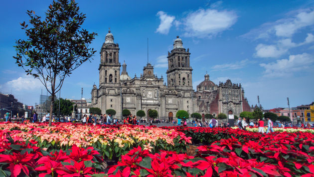 Cathedral and Poinsettias in Mexico City