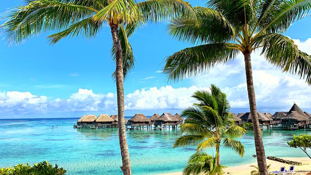 Palm Trees next to turquoise lagoon with overwater bungalows