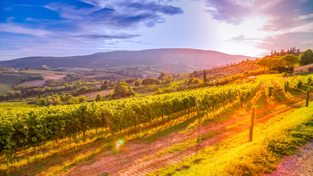 Tuscany, winery, vineyards, wine