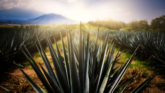 A partir de la certificación, Tequila ahora forma parte de la Red de Destinos Turísticos Inteligentes (Red DTI), que comprende 80 destinos españoles.