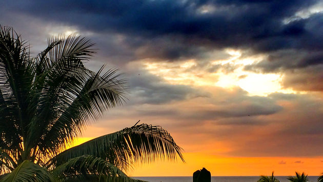 Montego Bay Jamaica palm tree water