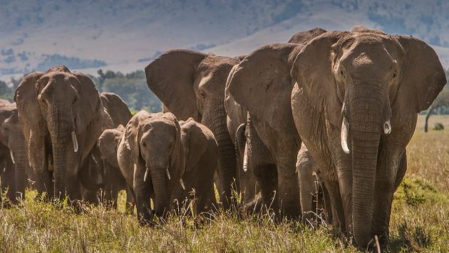 elephants in Kenya