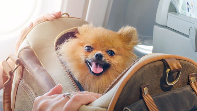 A Pomeranian inside of a travel bag aboard an airplane