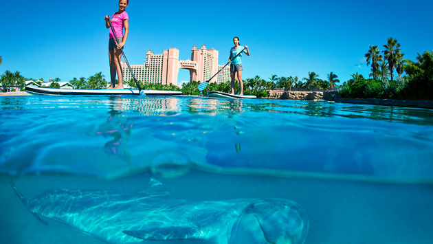 PHOTO: Paddleboard with Dolphins (photo via Atlantis Paradise Island)