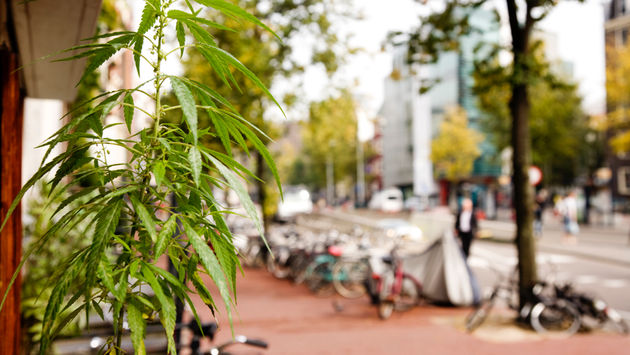 Cannabis plant outside of an Amsterdam coffee house