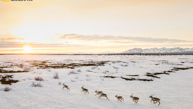 Caribou, Alaska, National Geographic, Katie Orlinsky