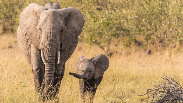 Goway elephant naming contest