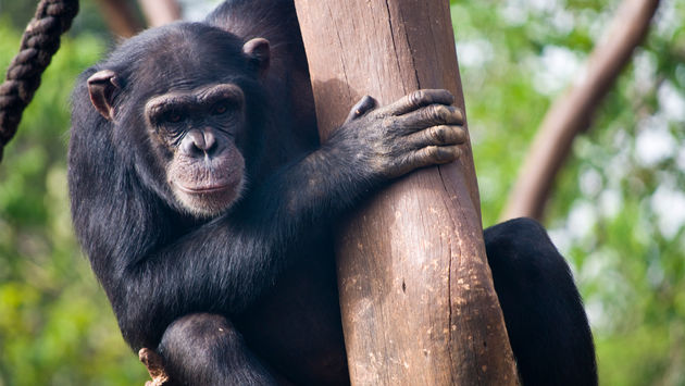 Chimpanzee in Sierra Leone