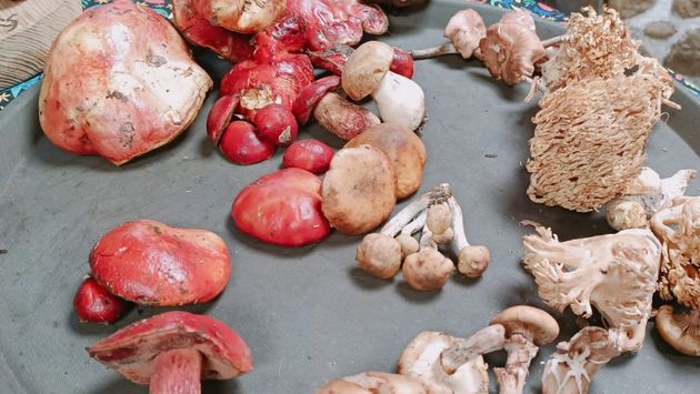 Mushrooms in Mexico, Hidalgo State Government