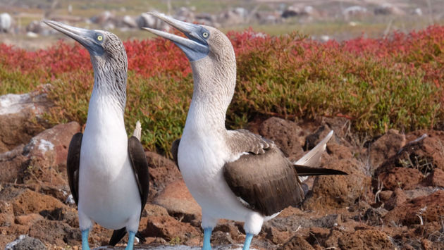 Mating Dance of the Blue Footed Boobie on the North Seymour Island, Galapagos