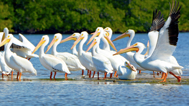 Latin America is a privileged place for lovers of bird watching. (Photo via Fort Myers - Islands, Beaches, and Neighborhoods).