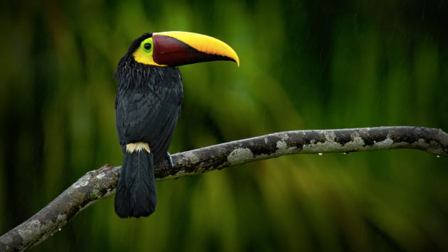 Costa Rica has natural reserves with a great diversity of endemic and migratory birds. (Photo via Provided by Collette).
