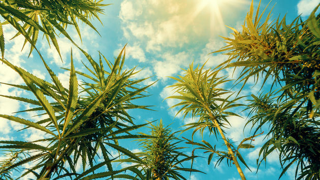 Cannabis plants in a field.