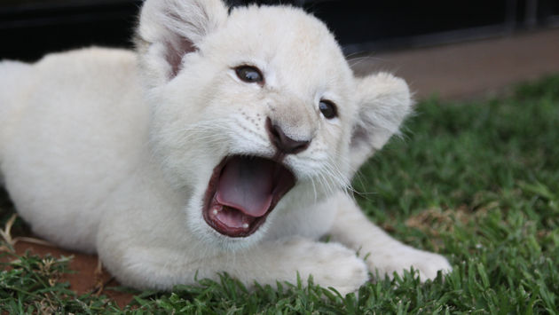 An endangered white lion cub in Africa.