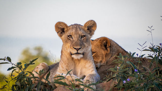 Lions, Dulini Game Reserve, South Africa, safari, wildlife