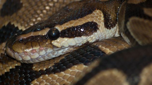 A Royal python at the Marwell Zoo