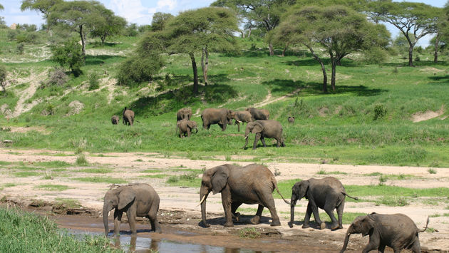 Wild Elephant in African Botswana Savannah