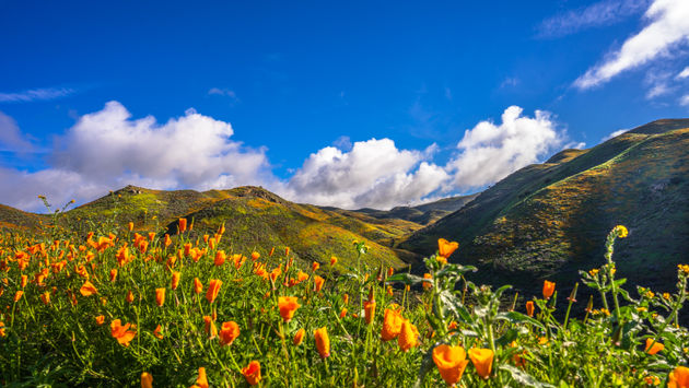 Super Bloom, mountains, flowers