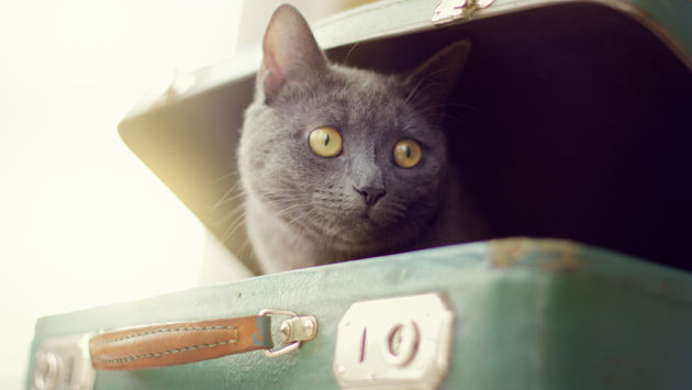 cat, suitcase, travel