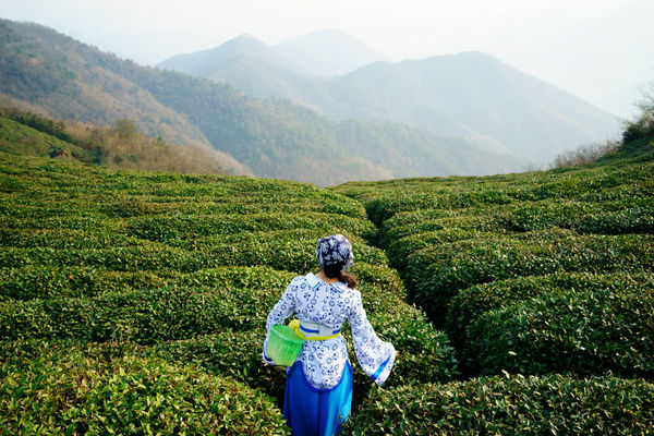 The Best Destinations in the World for Tea Lovers
