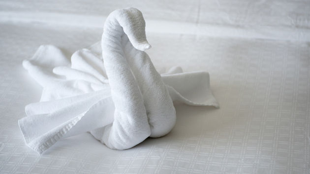 animal, towel, bed