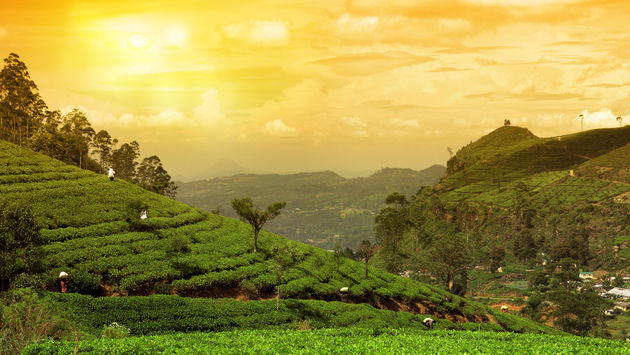 Kenya, Kenya landscape, Kenya tea, tea, tea plantations, tea fields, tea attractions