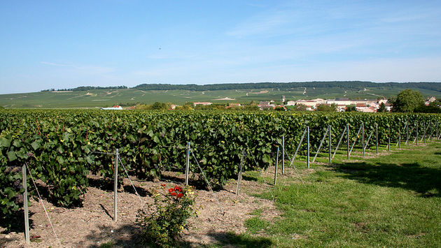 Vineyard in Champagne, France