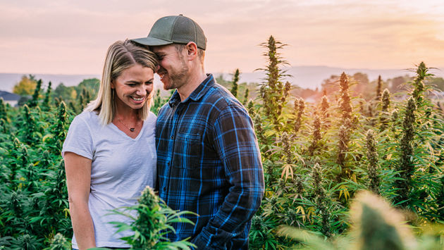 couple, cannabis, field, farm, hemp, marijuana, CBD oil