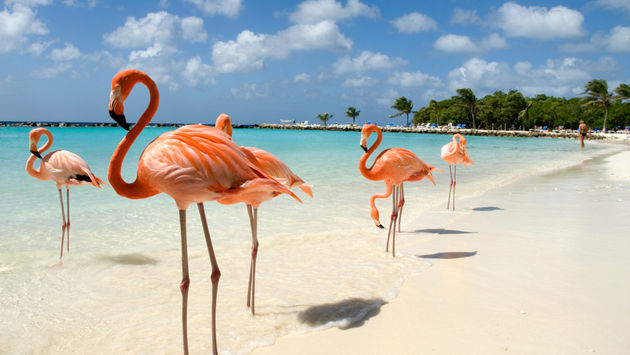 Flamingos on a beach in Aruba.