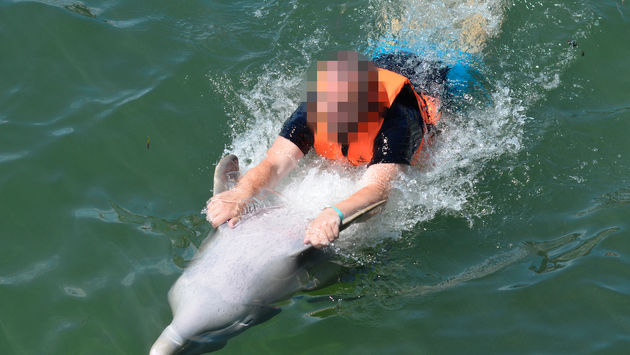 Dolphins in captivity for entertainment in Cuba