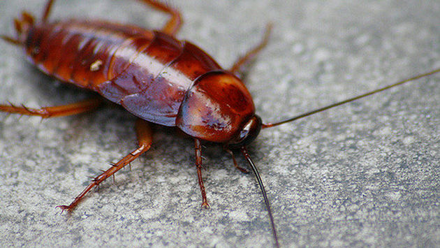 Close up cockroach