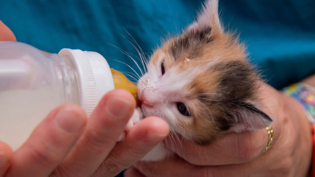 kitten, cat, feline, calico, bottle-feeding