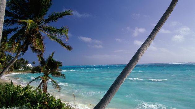 Palm trees on a beach, Hope Town, Abaco Islands, Bahamas